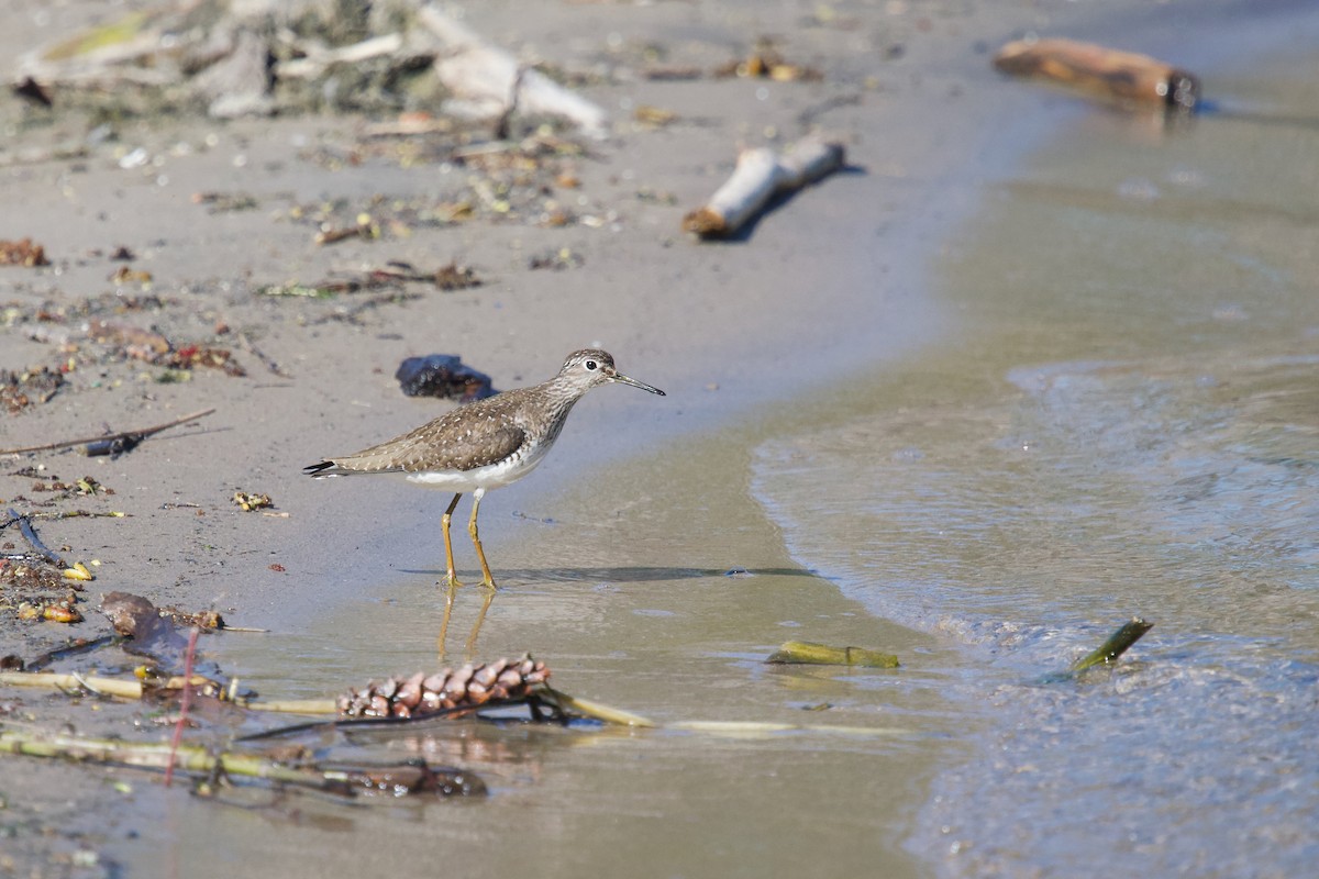 Solitary Sandpiper - ML618352809