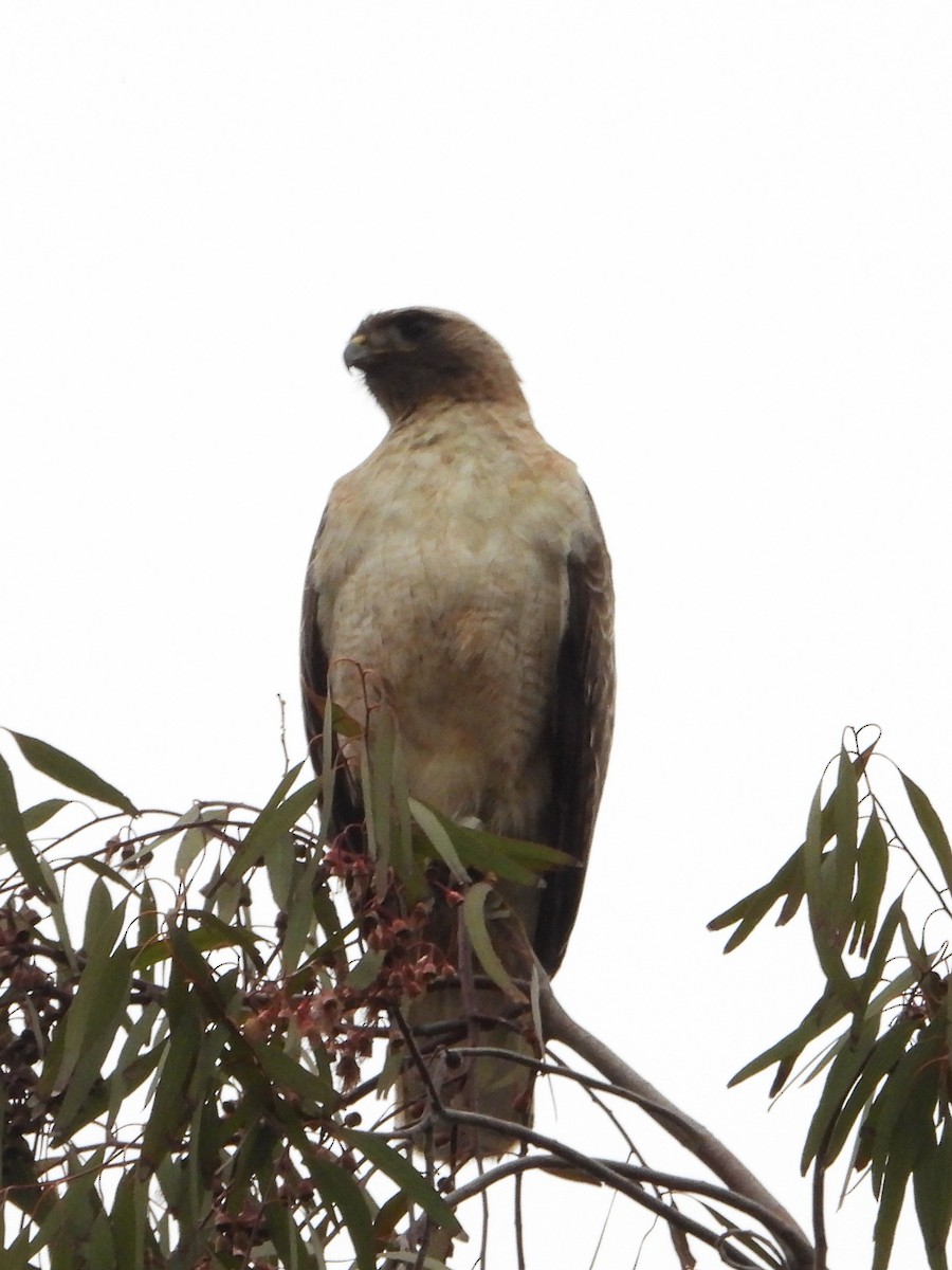 Red-tailed Hawk - ML618352810