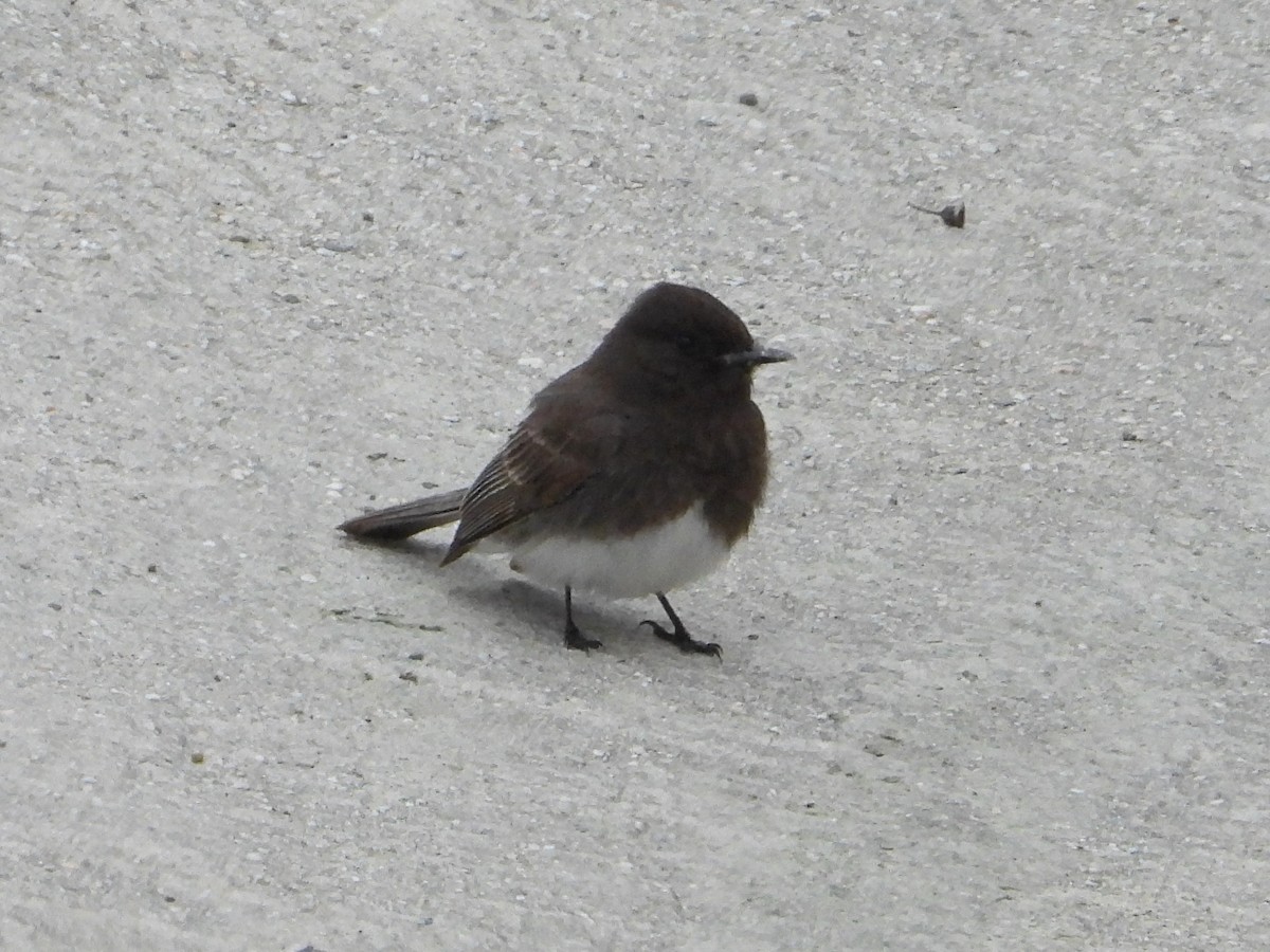 Black Phoebe - ML618352817