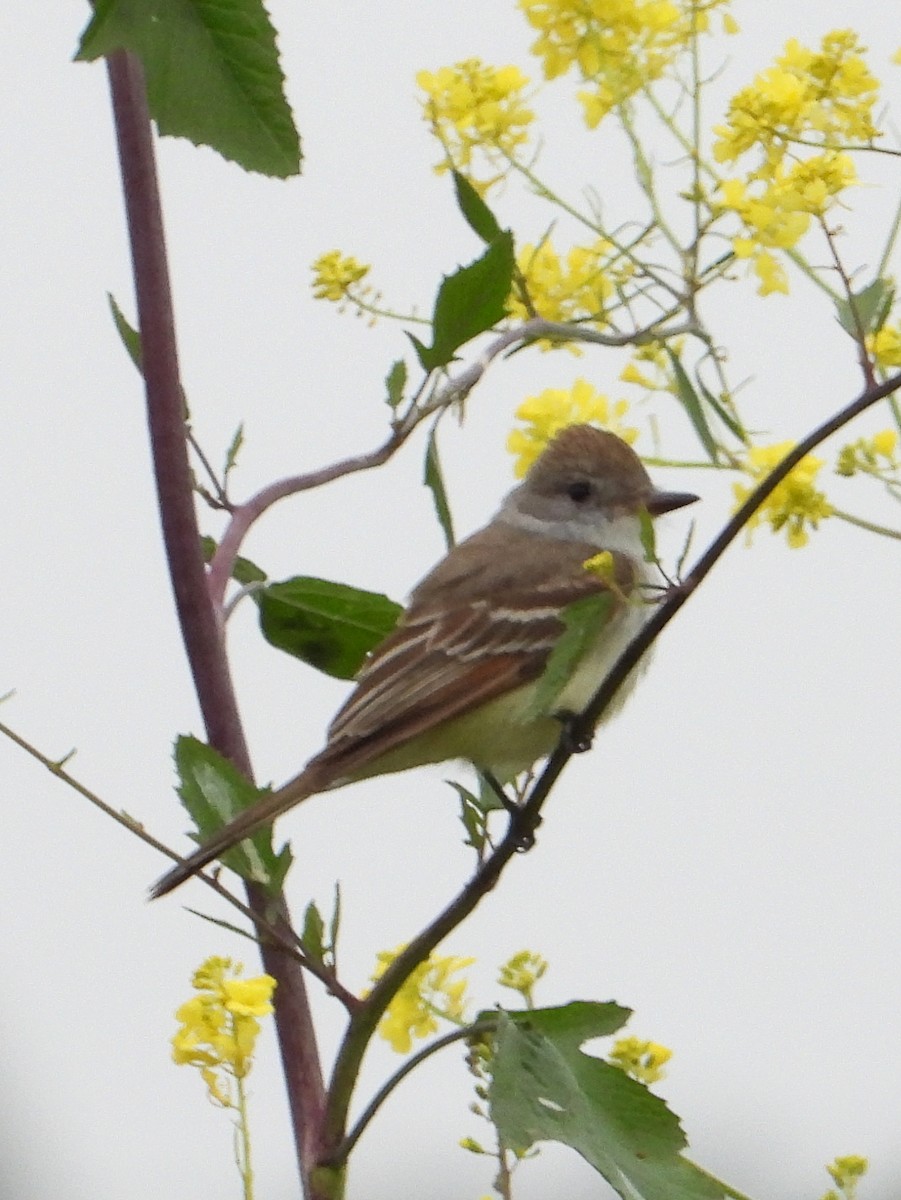 Ash-throated Flycatcher - ML618352844