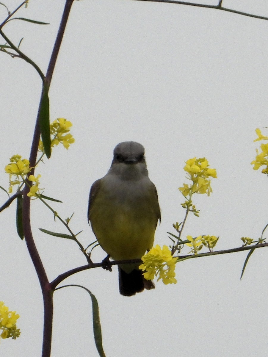 Western Kingbird - Doug Lithgow