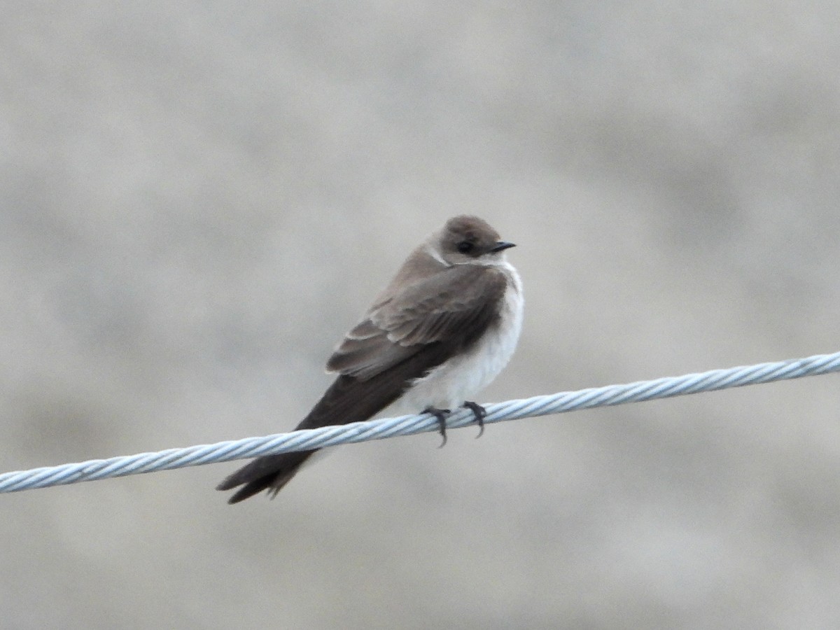 Northern Rough-winged Swallow - ML618352857