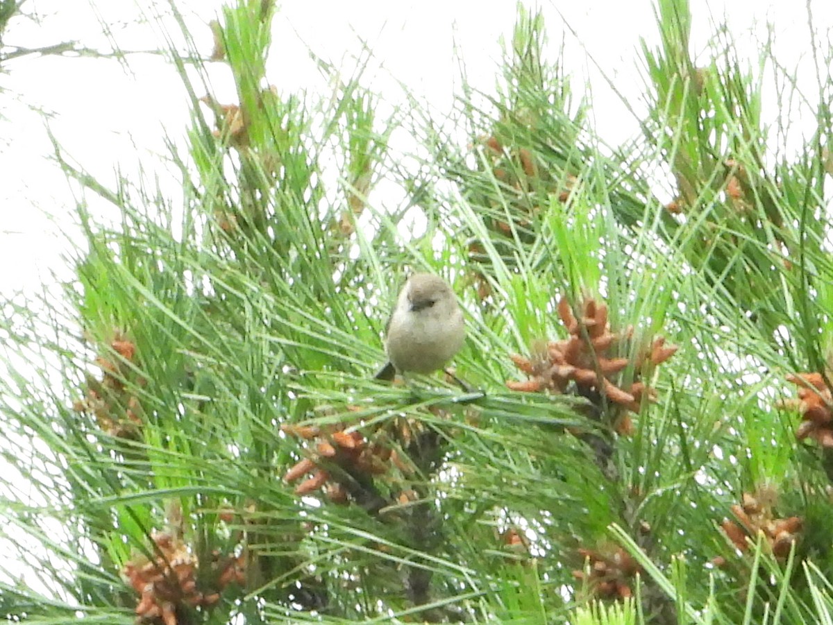 Bushtit - ML618352871