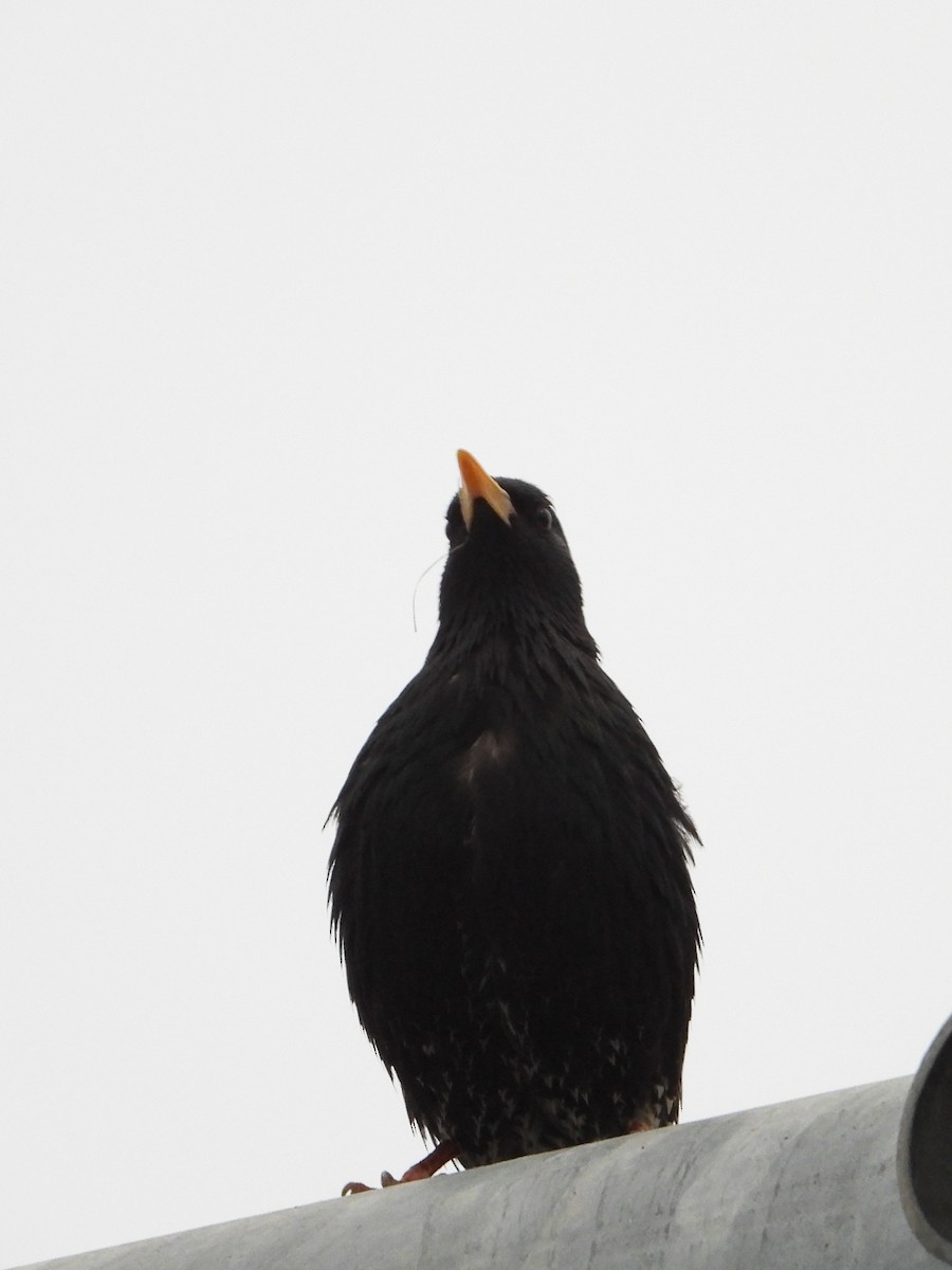 European Starling - ML618352873