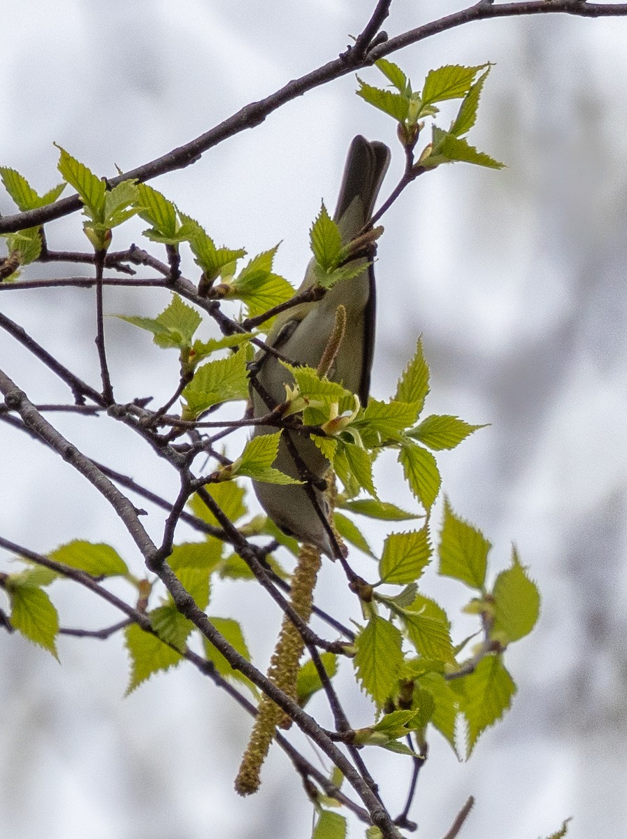 Warbling Vireo - ML618352880