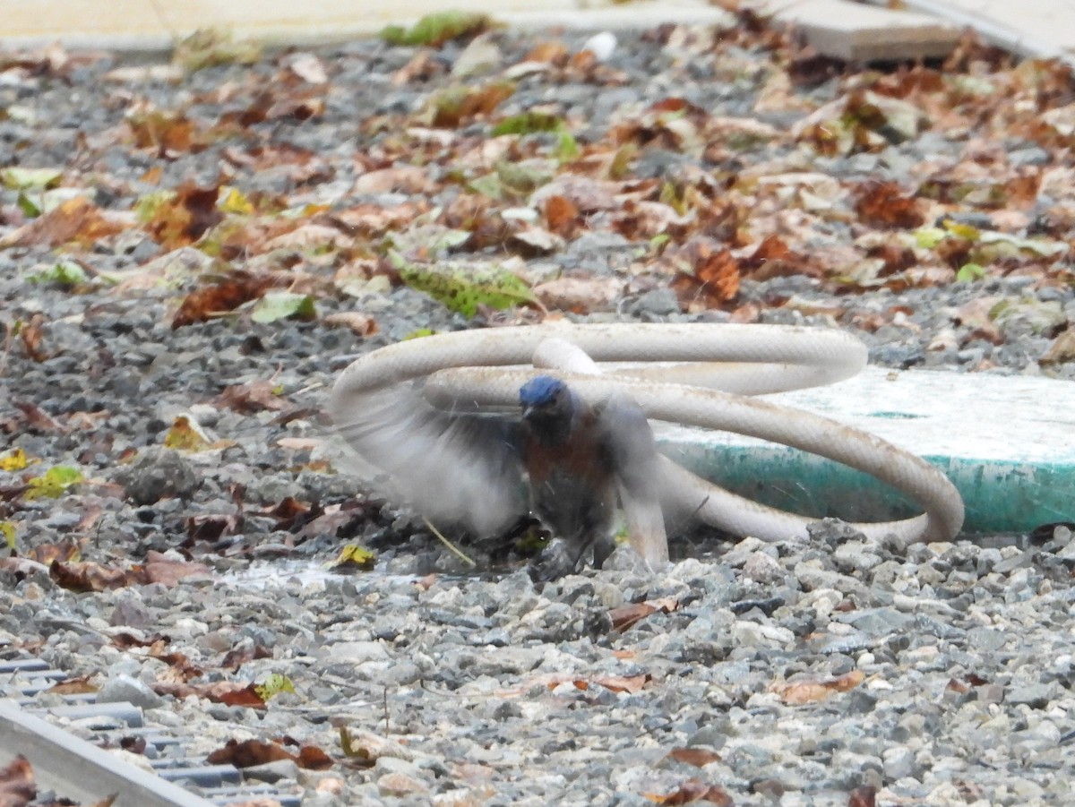 Western Bluebird - ML618352881