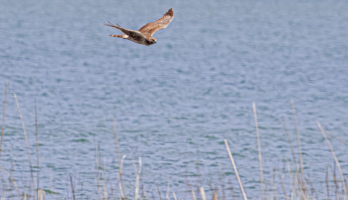 Northern Harrier - Garry  Sadler