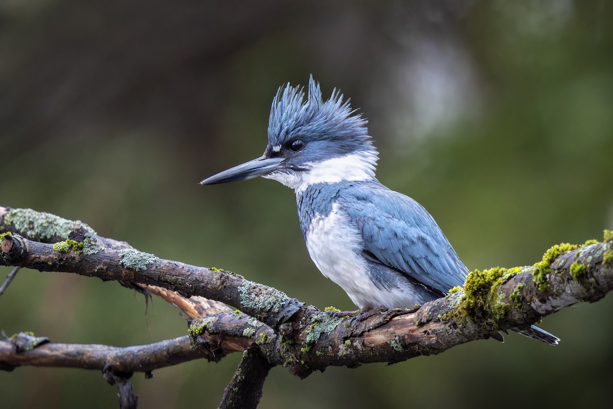 Belted Kingfisher - Frédérick Lelièvre