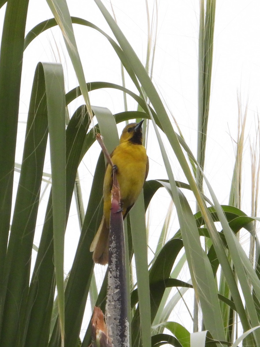 Hooded Oriole - ML618352929