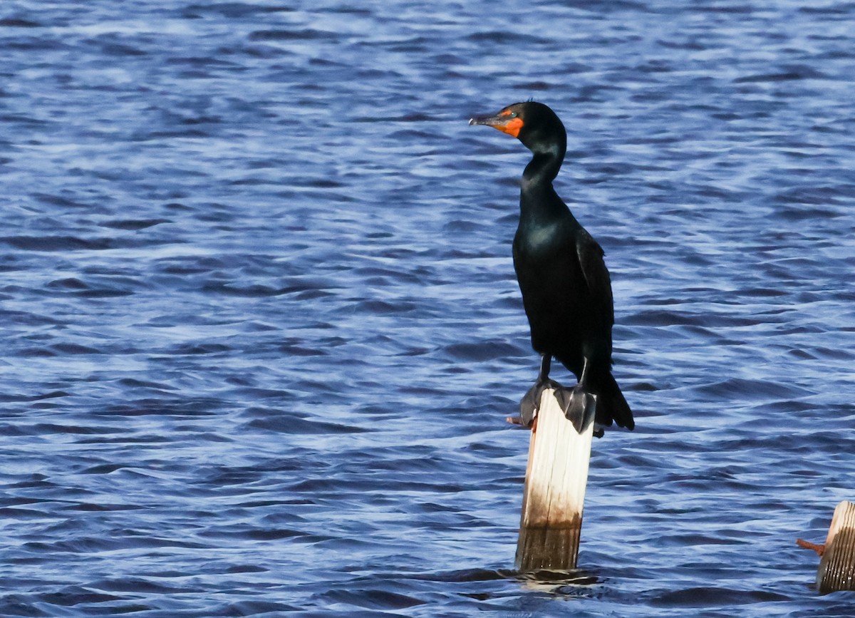 Double-crested Cormorant - ML618352931