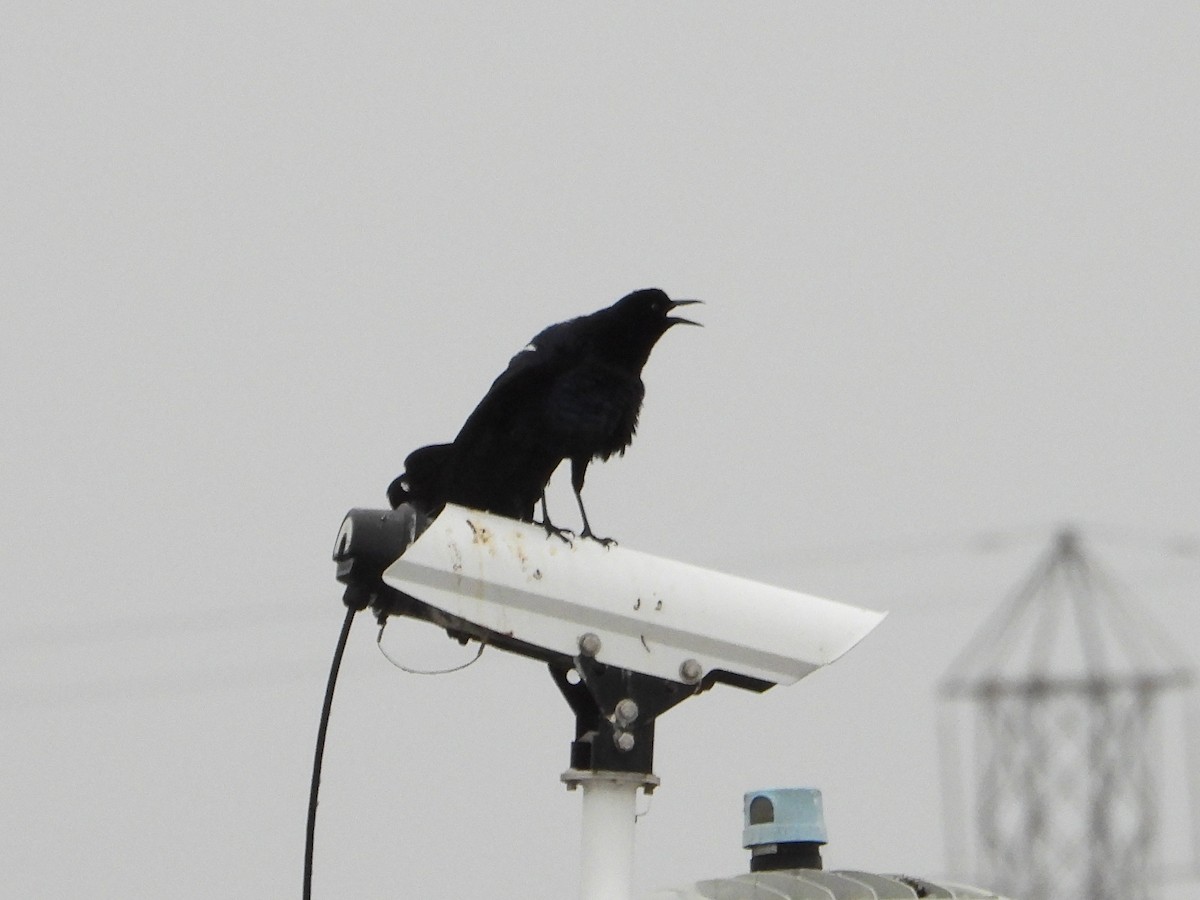 Great-tailed Grackle - ML618352934