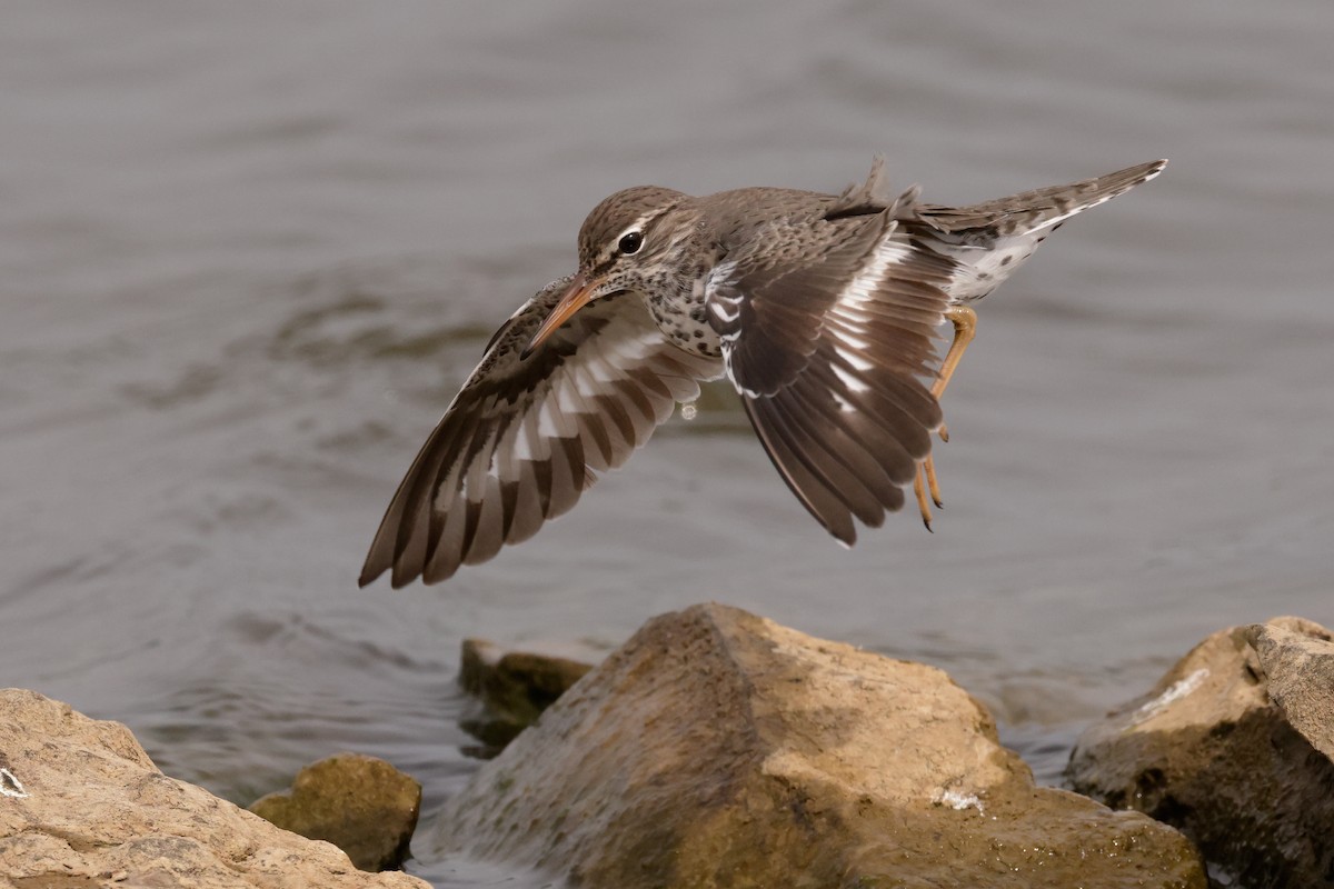 Spotted Sandpiper - Michael Brown