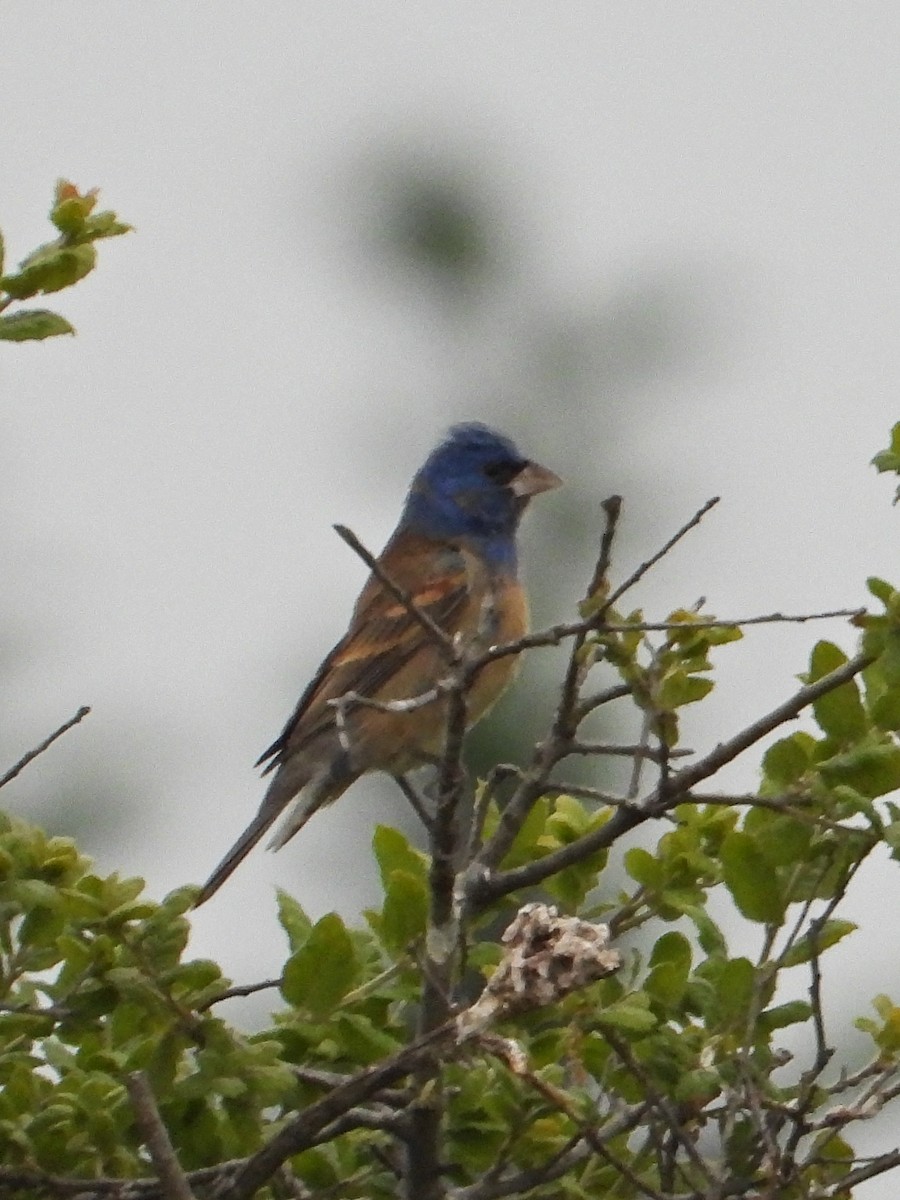 Blue Grosbeak - ML618352946