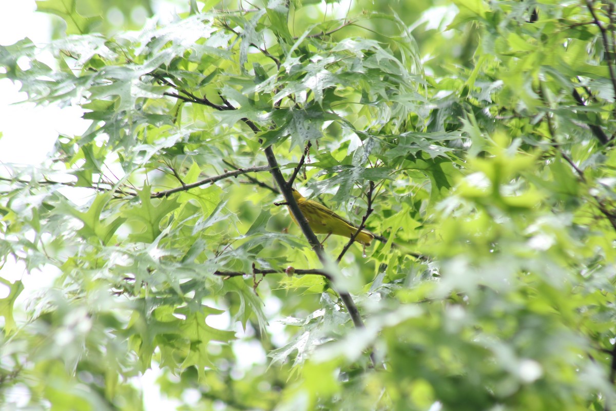 Yellow Warbler - ML618352948
