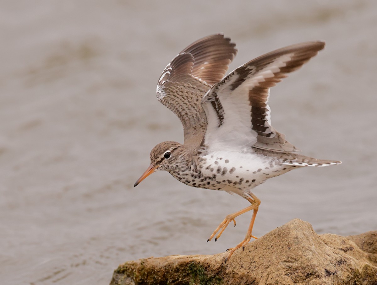 Spotted Sandpiper - Michael Brown