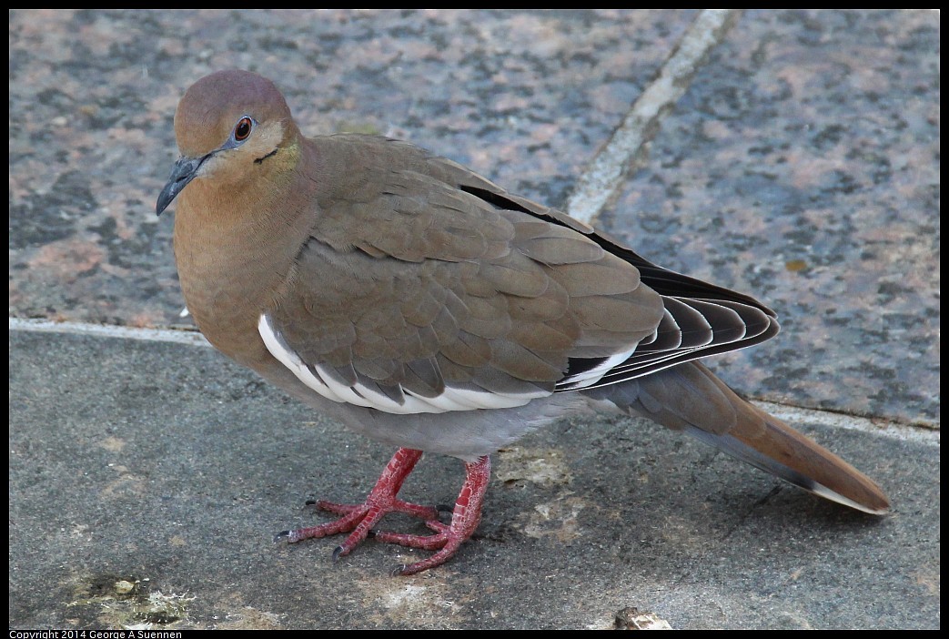 White-winged Dove - George Suennen