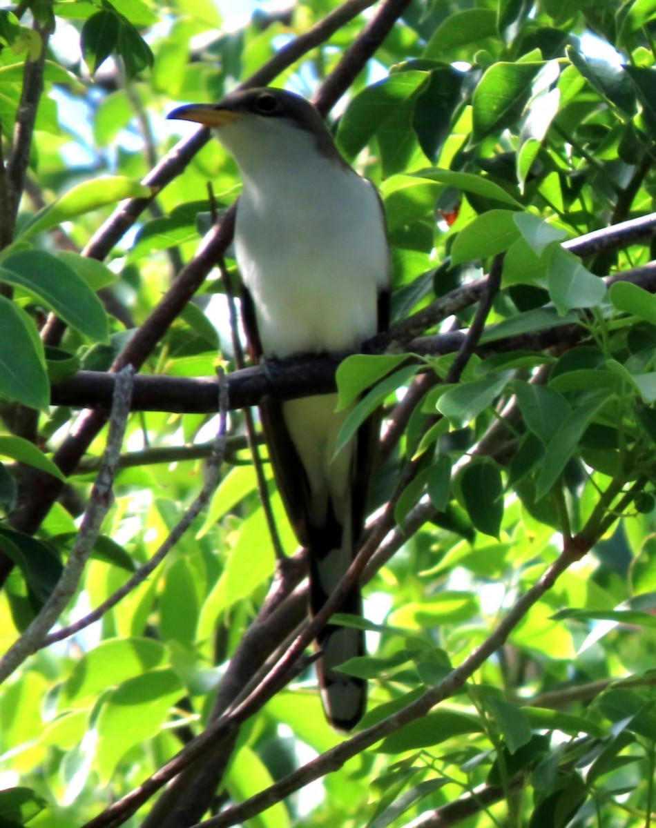 Yellow-billed Cuckoo - Cathleen Burns