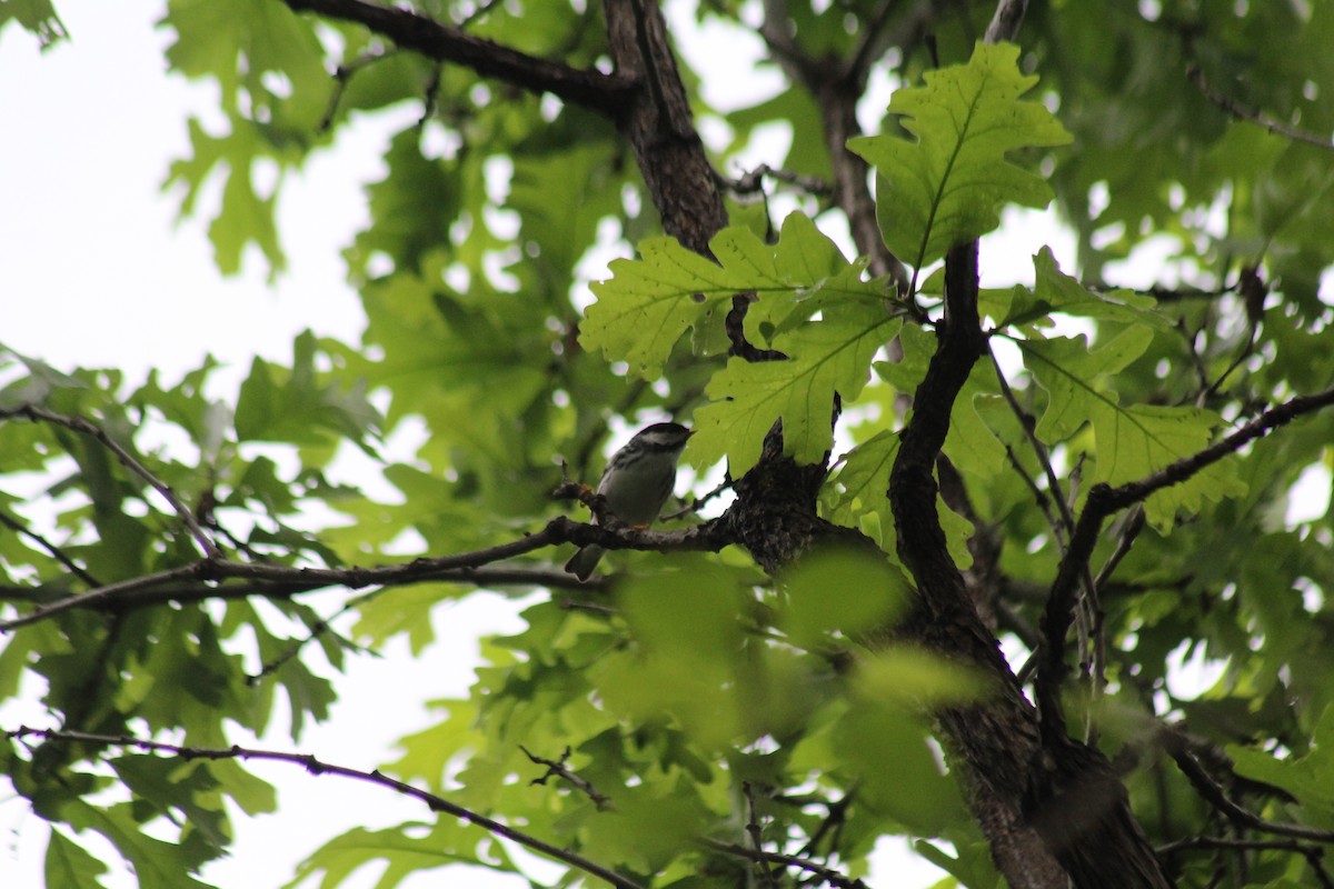 Blackpoll Warbler - ML618352981