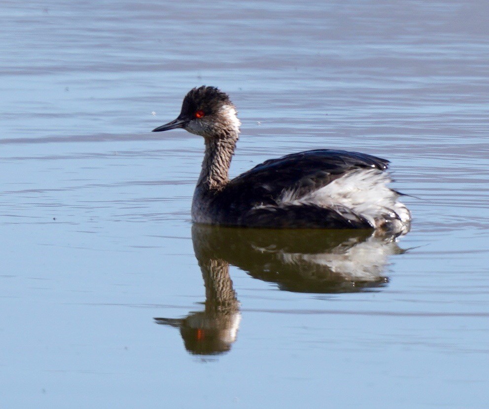 Eared Grebe - ML618352985