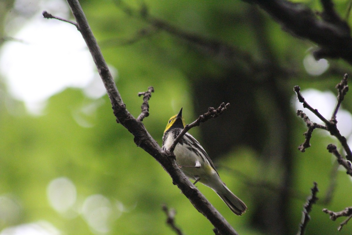 Black-throated Green Warbler - ML618352996