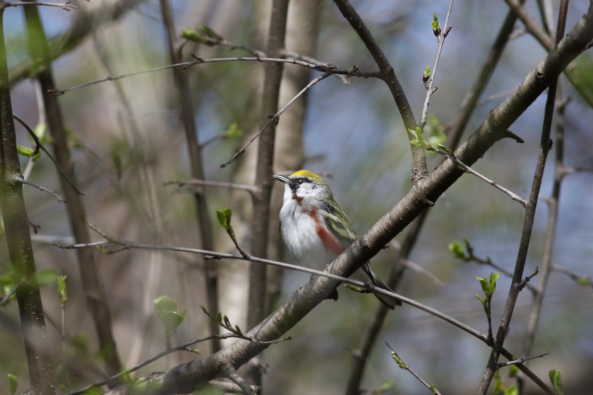 Chestnut-sided Warbler - ML618353006