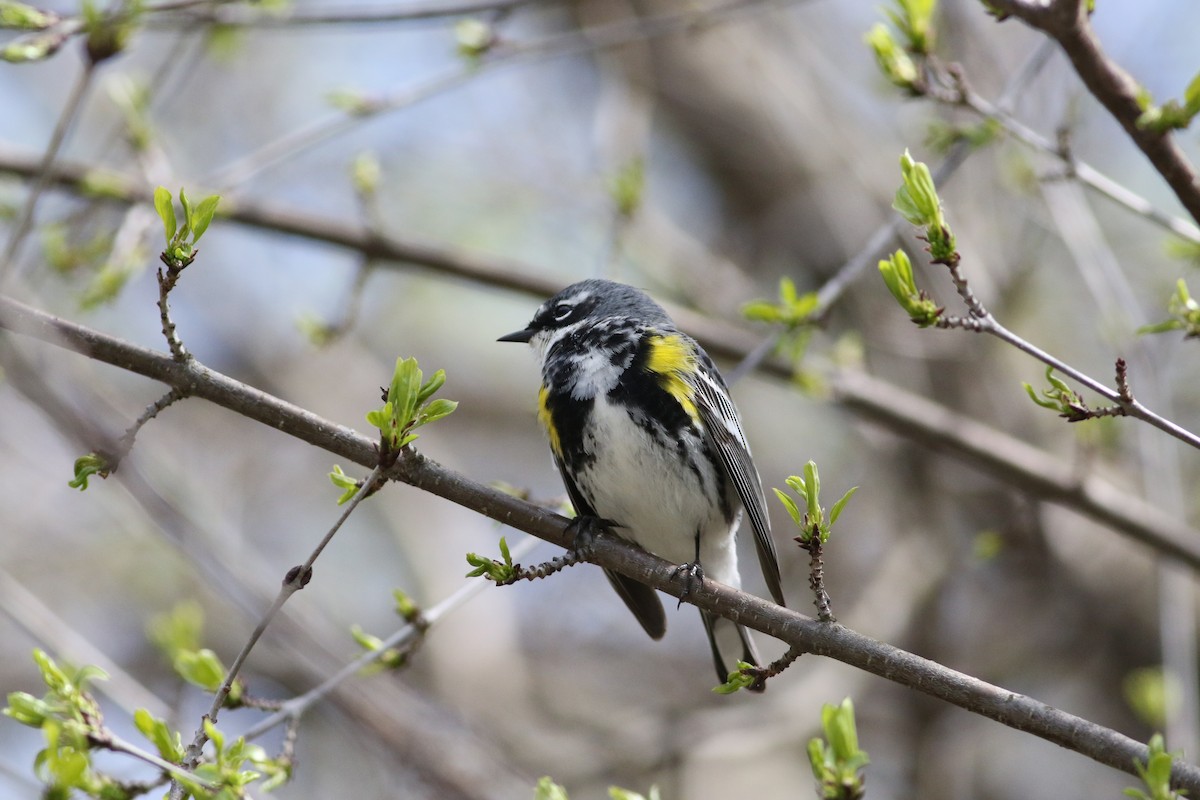 Yellow-rumped Warbler - Richard Poort