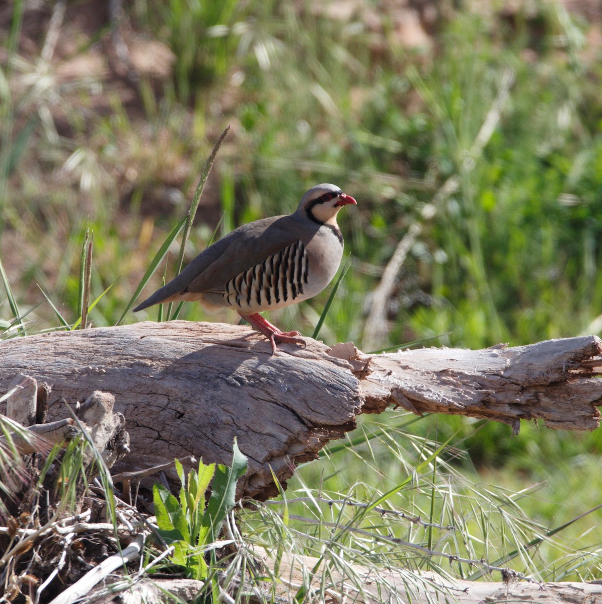 Chukar - ML618353021