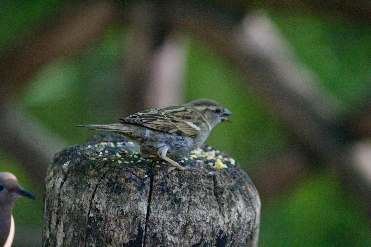 House Sparrow - Sarah R