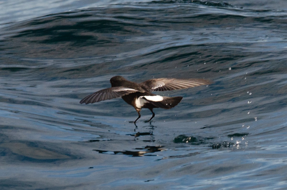 Wilson's Storm-Petrel - Manuel Pinochet Rojas