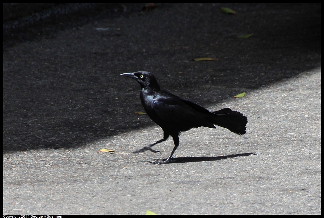 Greater Antillean Grackle - ML618353056