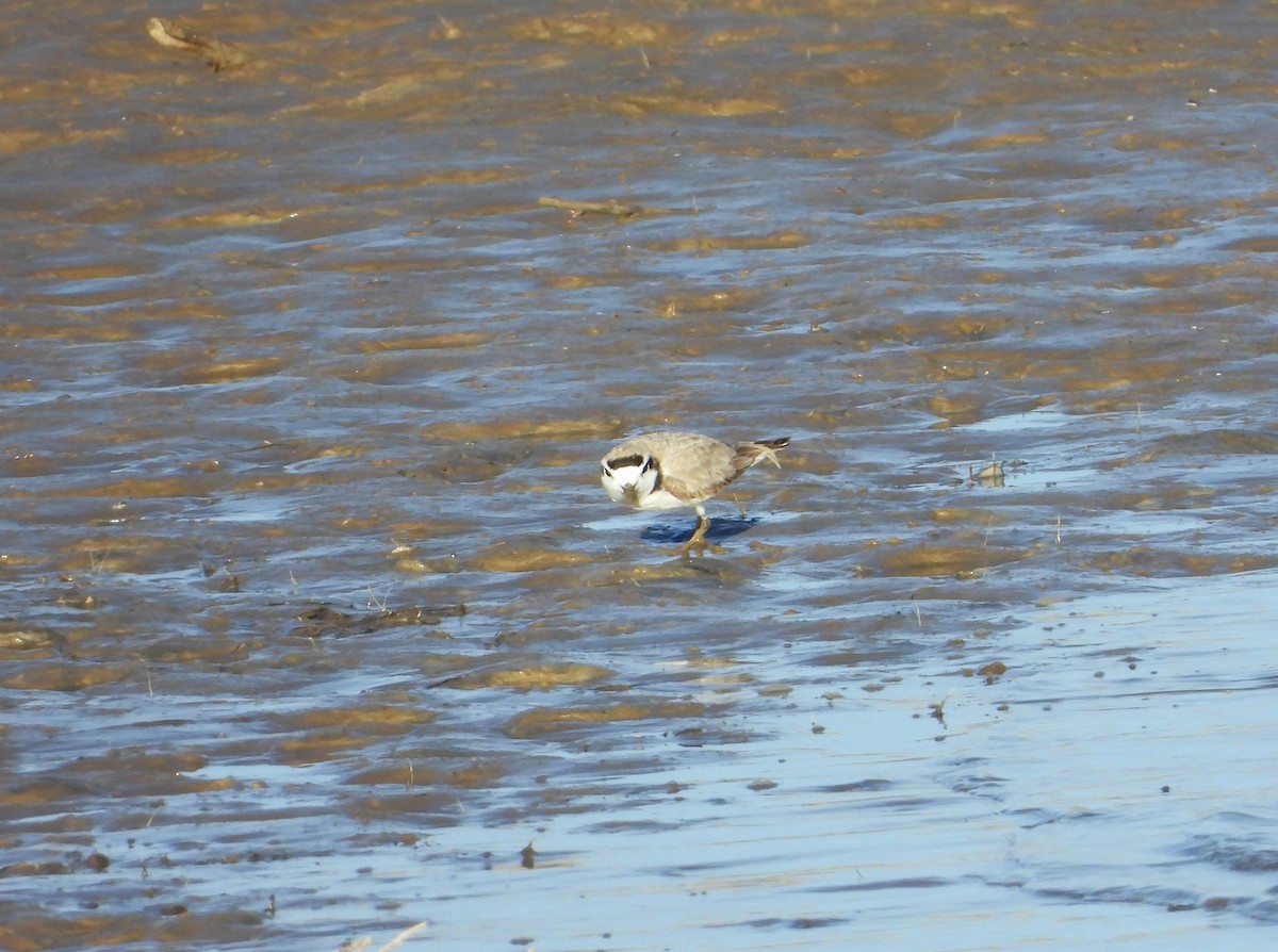 Snowy Plover - ML618353068