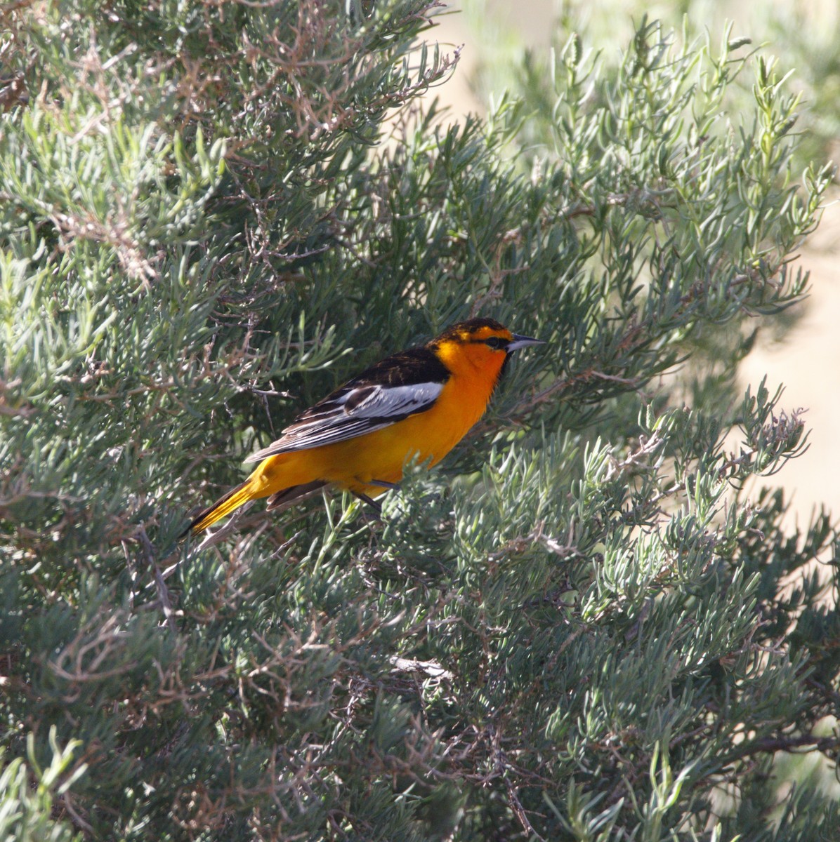 Oriole de Bullock - ML618353071