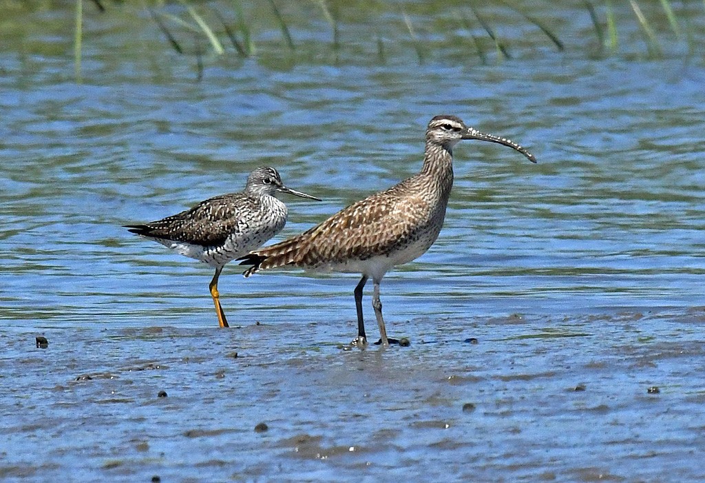 Whimbrel - Giff Beaton