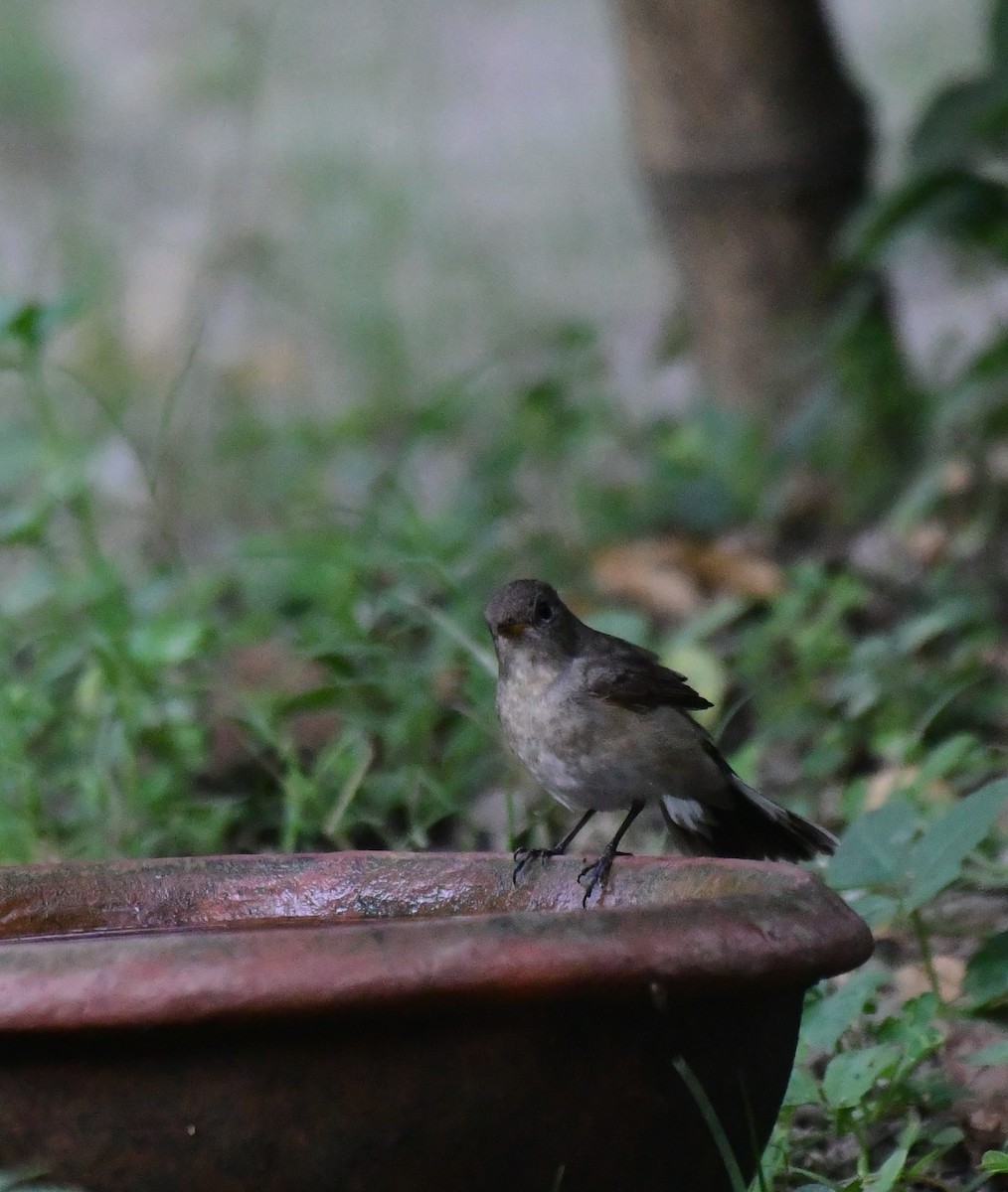 Taiga/Red-breasted Flycatcher - ML618353107