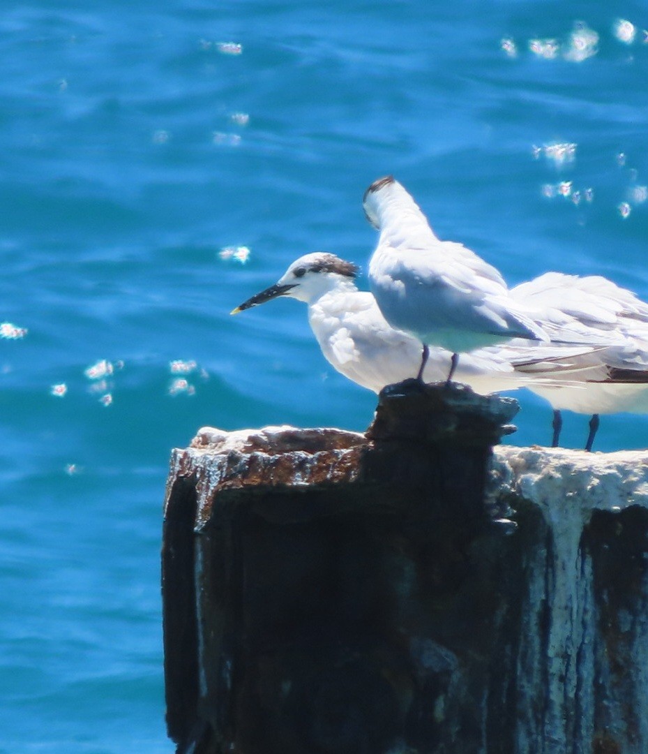 Sandwich Tern - ML618353153