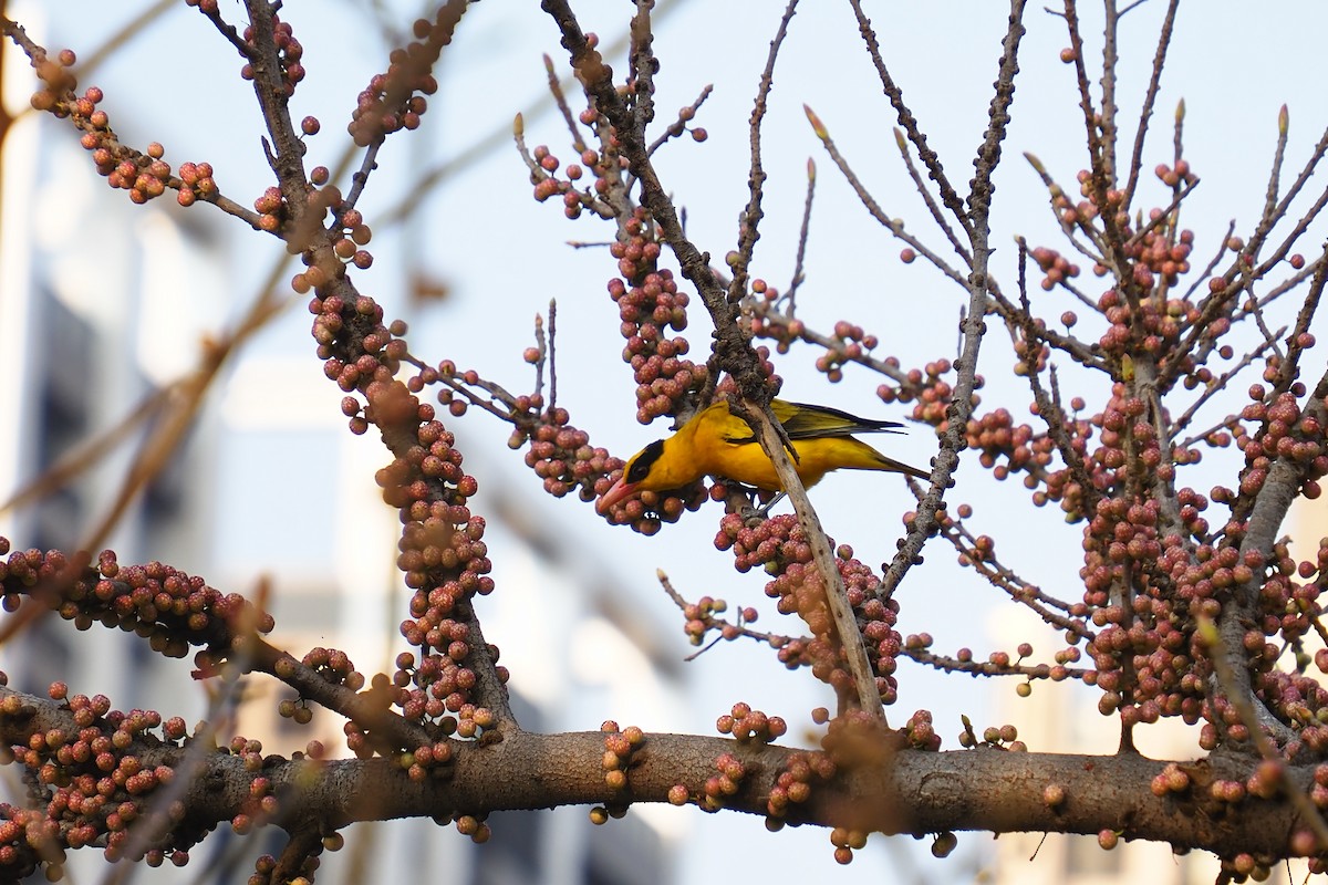 Black-naped Oriole - ML618353180