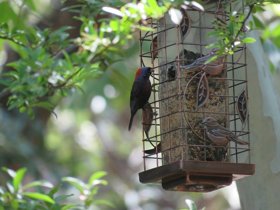 Varied Bunting - ML61835321