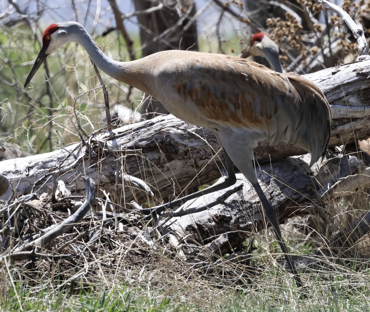 Sandhill Crane - ML618353232