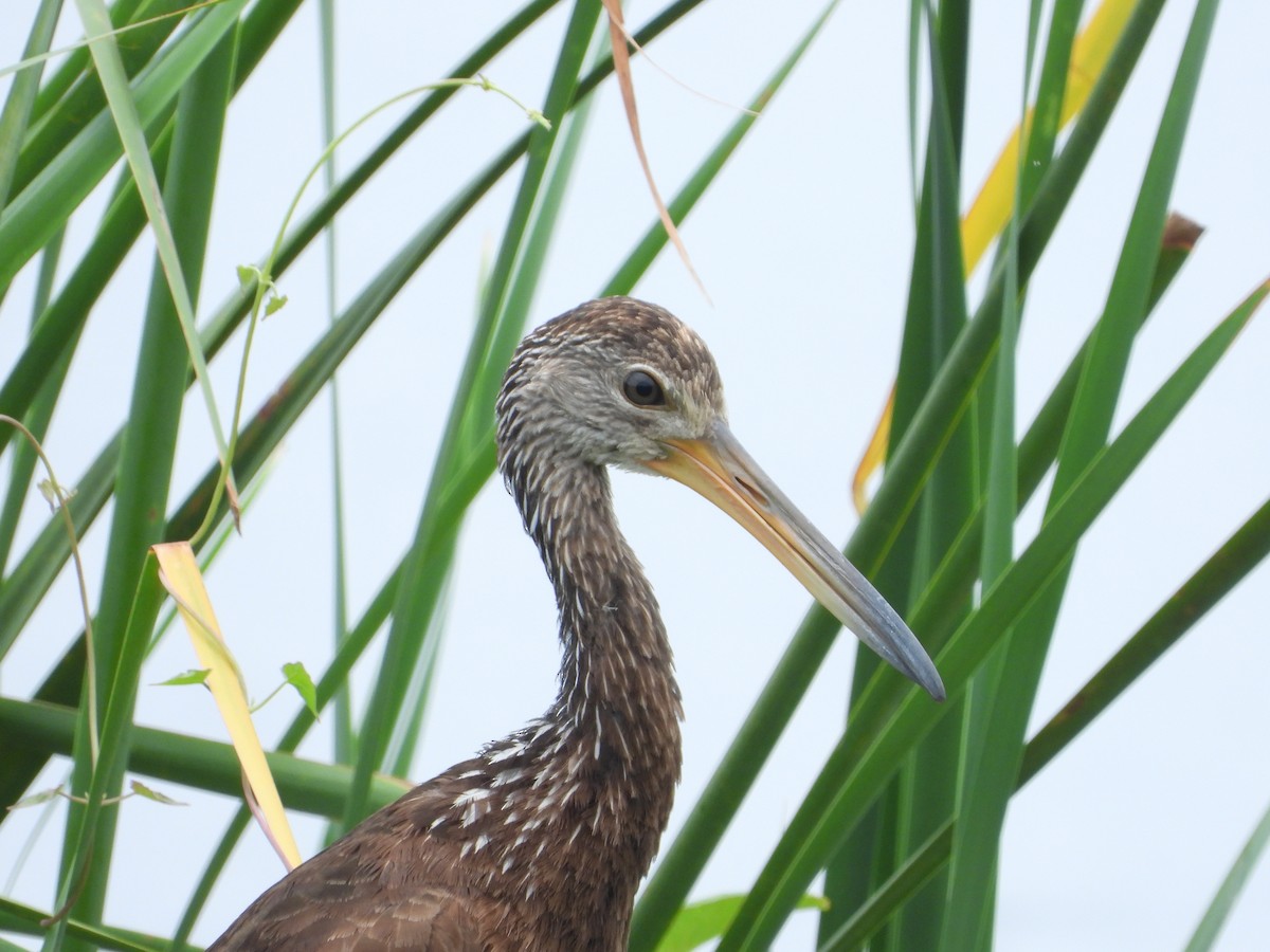 Limpkin - ML618353233