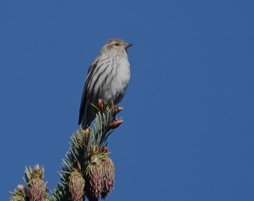 Pine Siskin - ML618353248