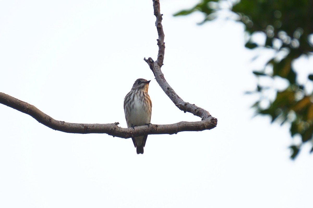 Gray-streaked Flycatcher - ML618353287