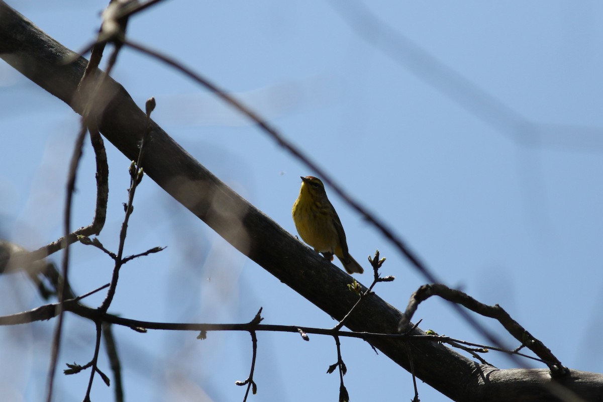 Palm Warbler (Yellow) - ML618353306