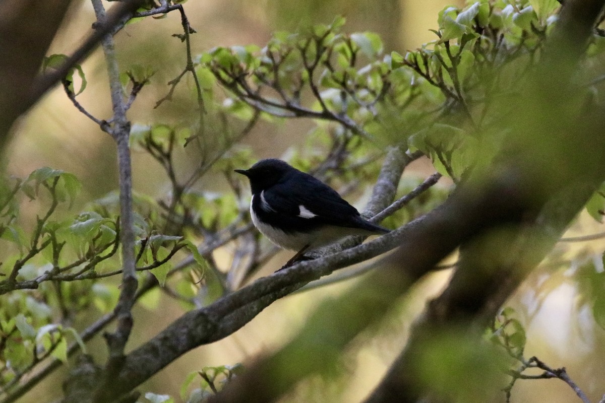 Black-throated Blue Warbler - ML618353347