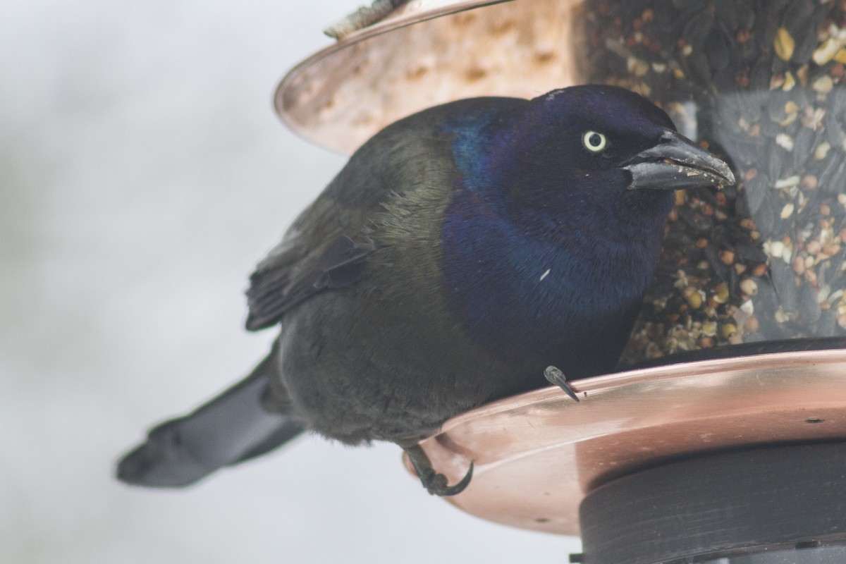 Common Grackle - Catherine Downie