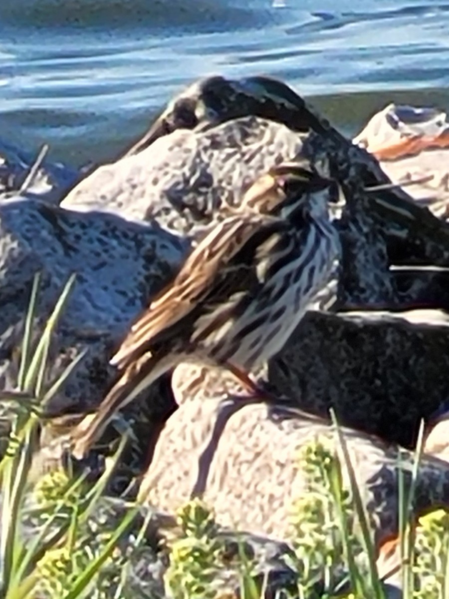 Savannah Sparrow - ML618353360