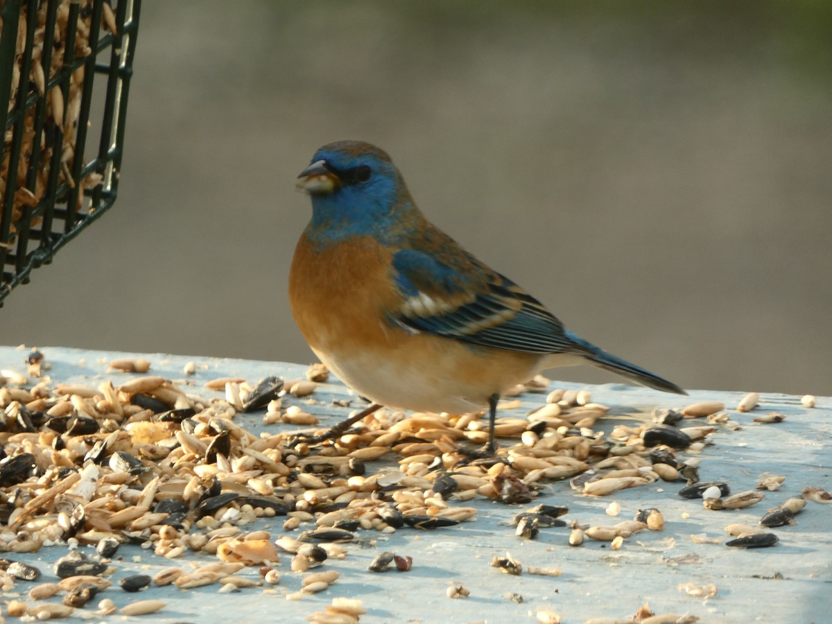 Lazuli Bunting - ML618353362