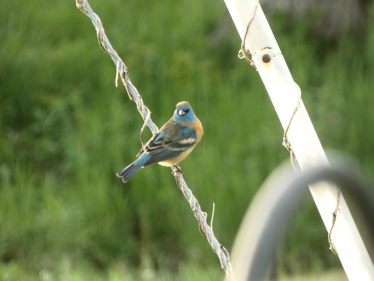 Lazuli Bunting - ML618353364