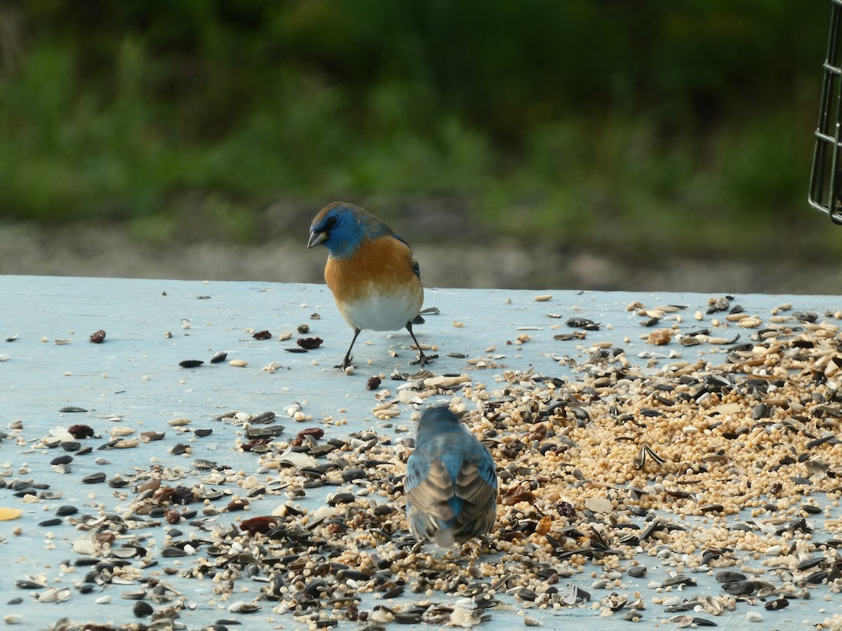 Lazuli Bunting - ML618353366