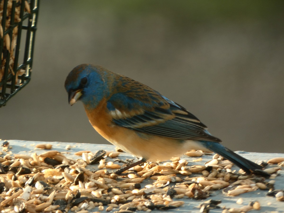 Lazuli Bunting - ML618353367