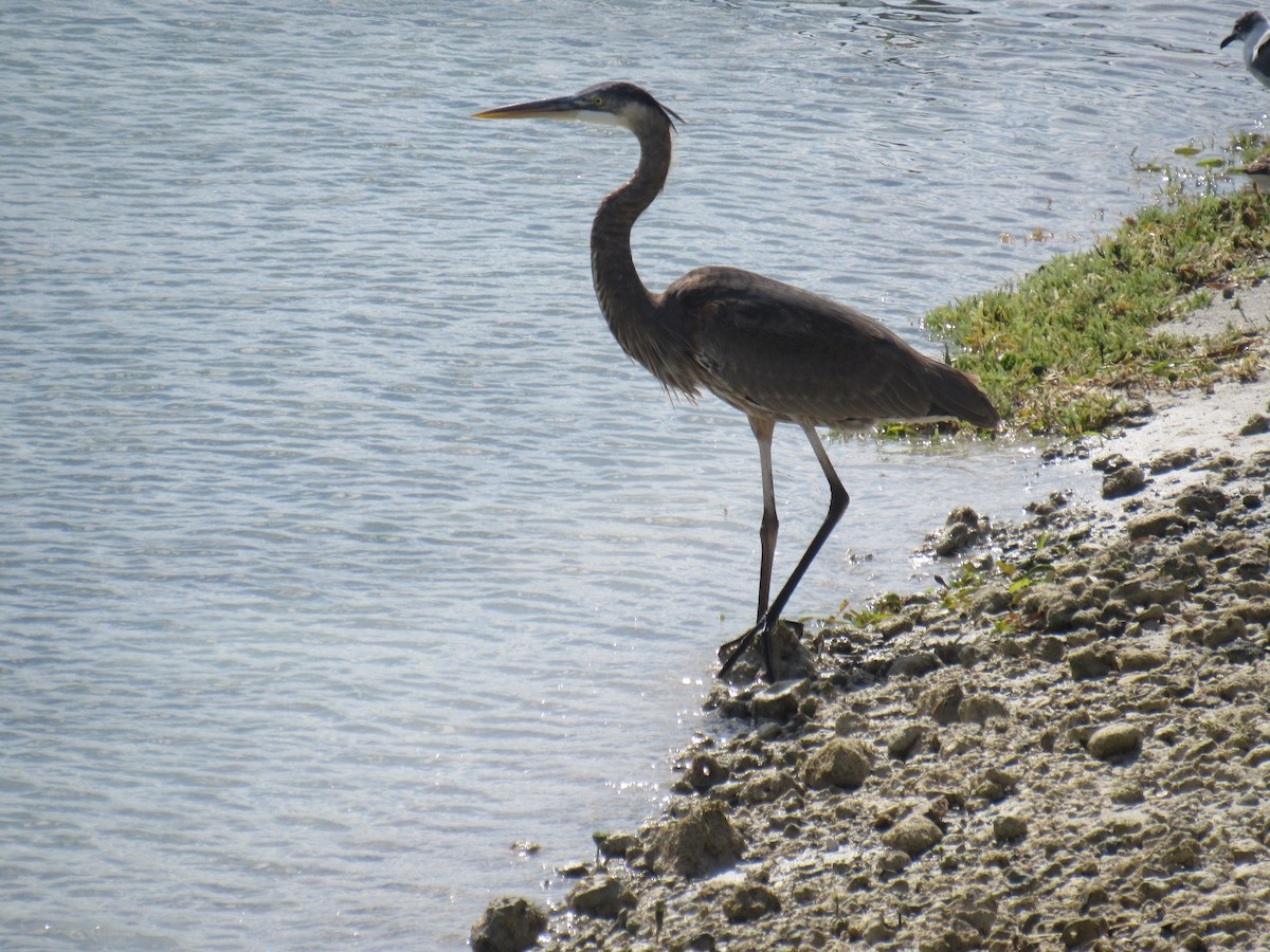 Great Blue Heron - ML618353369